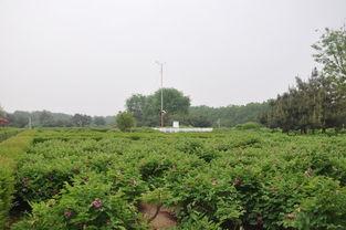 洛阳植物园爆料视频播放  第3张